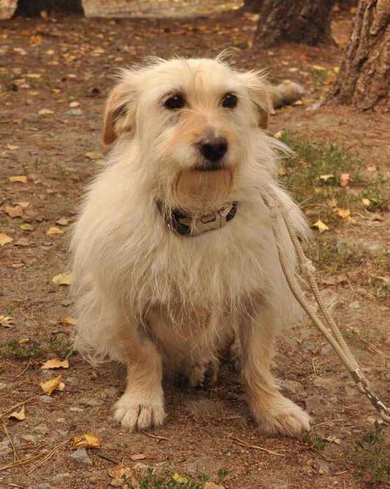 LOTTA - wyjątkowa suczka do adopcji