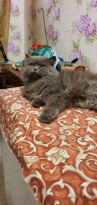 Шотландский прямоухий страйд вязка котов