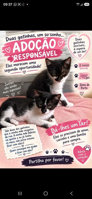Várias Gatinhas e Gatinhos bebés