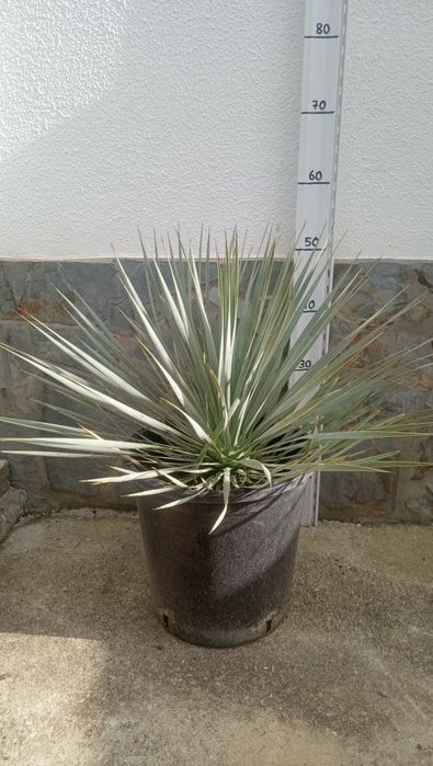 Yucca rostrata azul
