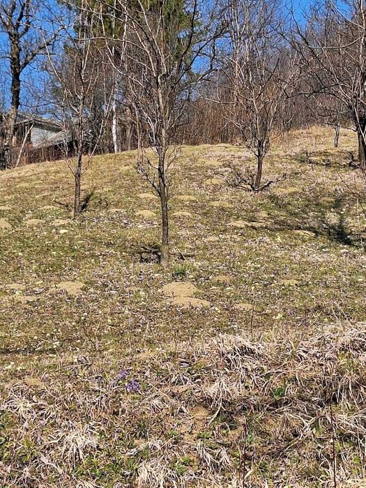 Без % Продаж будинку з ділянкою 0,60 га с. Міжброди, Чернівецька обл.