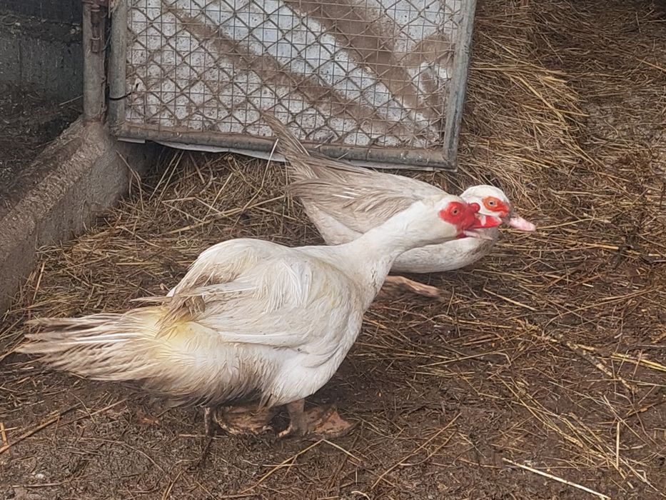 Patos mudos, nascidos em 2025