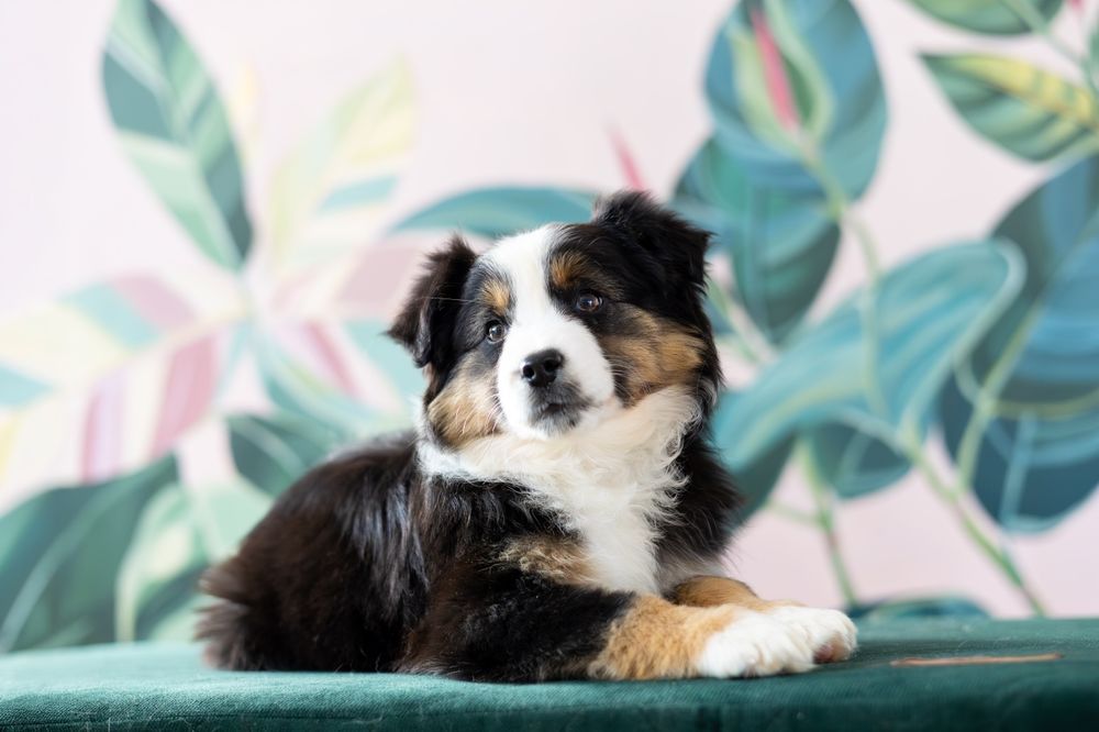 Хлопчик мініатюрної американської вівчарки. Міні ауссі