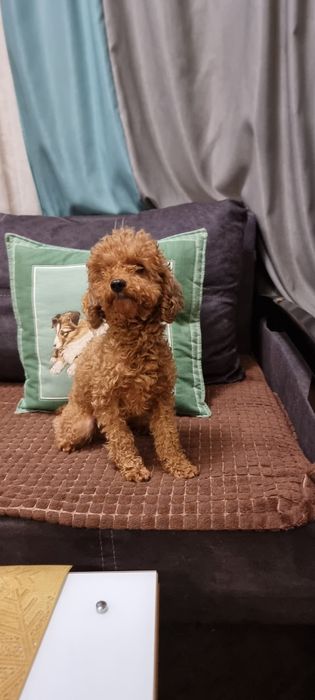 Вязка Той пудель)