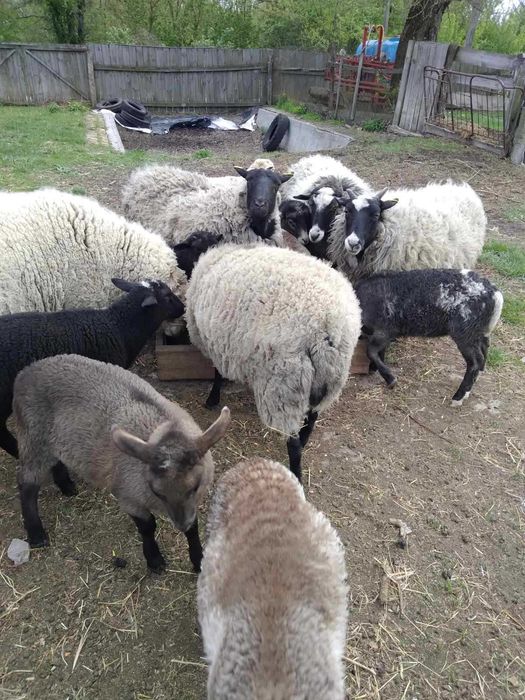 Продамо вівцематок з ягнятами.