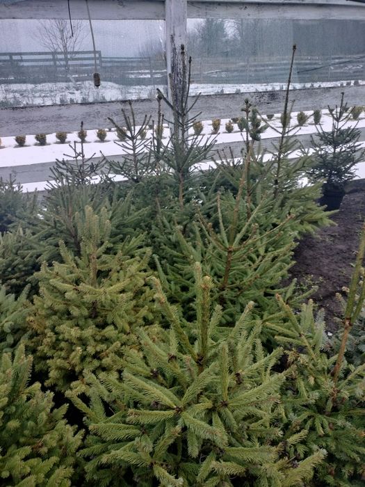 Ялинки до 150 см