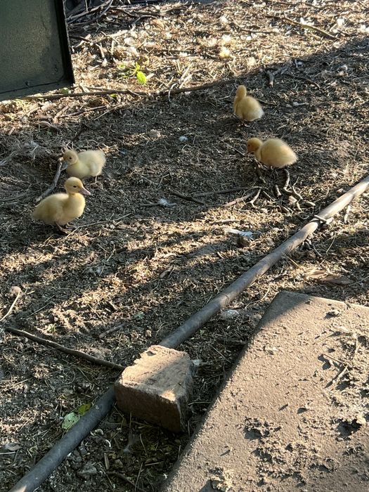 Индоутята тяжелых линий