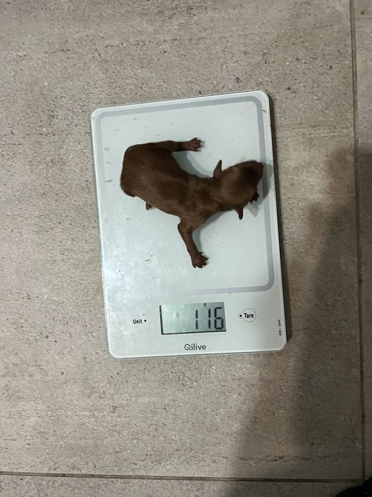 Тойпудель вязка