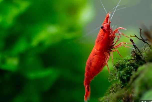 Аквариумные креветки красные синие прозрачные