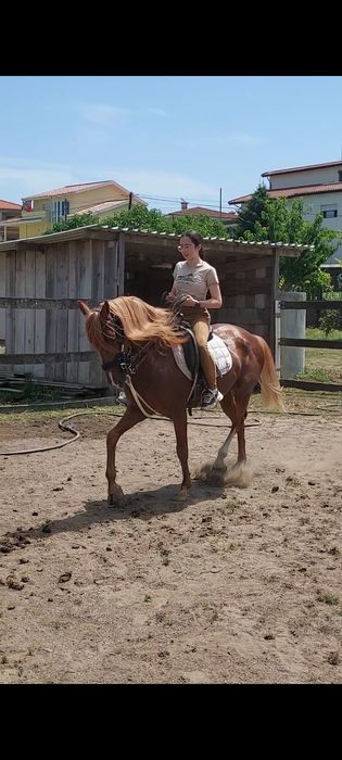 Cavalo PSL Castrado