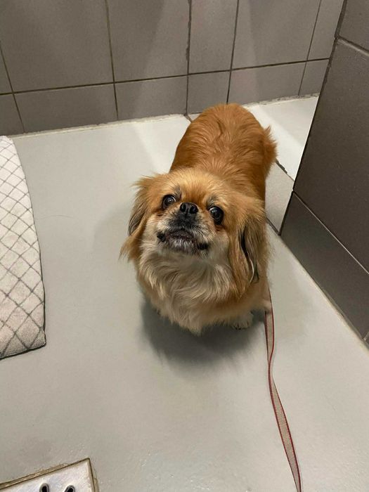 Tosia-Suczka szuka domu