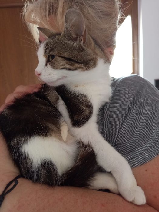 Wysterylizowana kotka szuka domu niewychodzącego