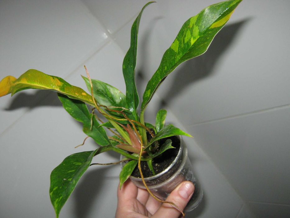 філодендрон рінг оф файер