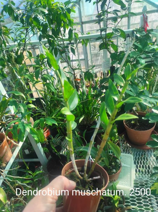 Dendrobium muschatum. Дендробиум мускусный.