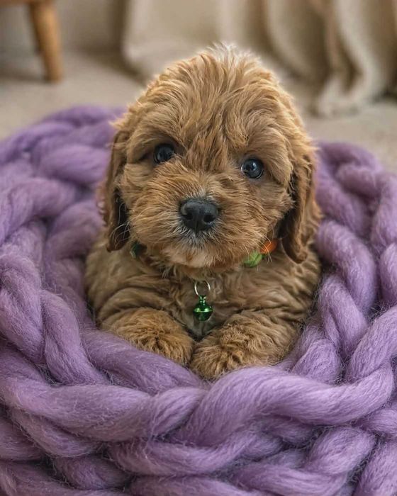 Chłopczyk  cavapoo zaraz do odbioru