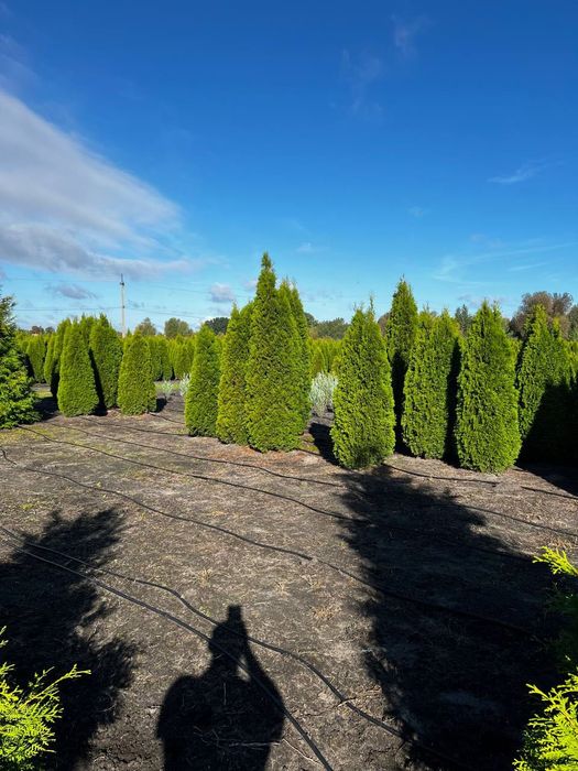 Туя Даніка, Смарагд, Брабант – продаж з розсадника