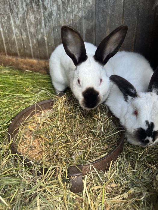 Króliki waga 2,5kg do 3,8kg