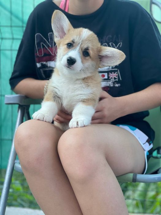 Вельш Коргі Пемброк. Корги без хвостика. Руденькі. Малиші