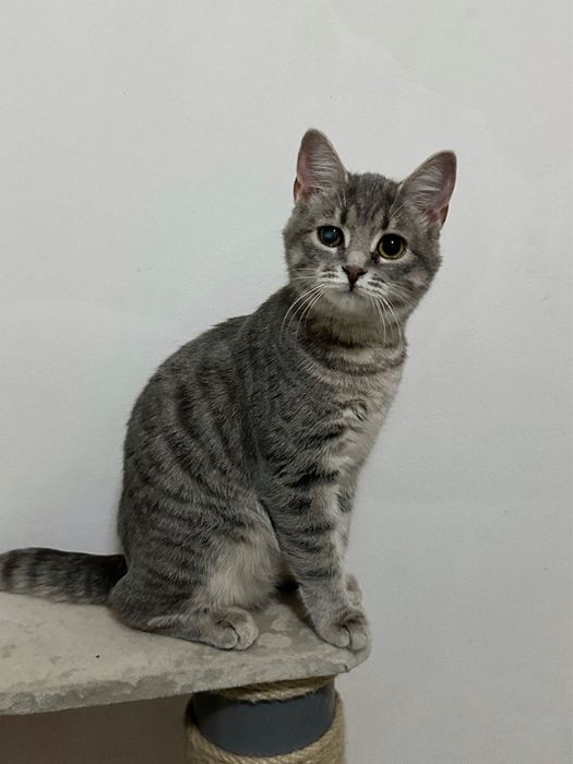 Кошеня Люсі шукає дім