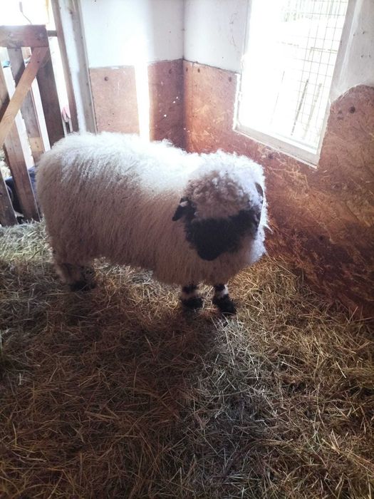 Baranek owca walizerska