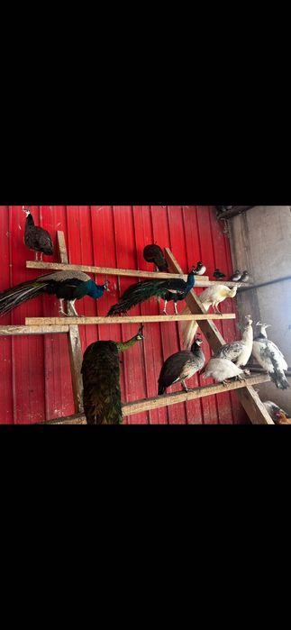 Pawie  czarnoskrzydłe i indyjskie młode i dorosłe. Karolinki. Łabędzie