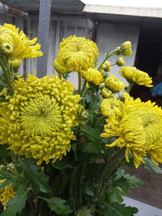 Хризантема залишки