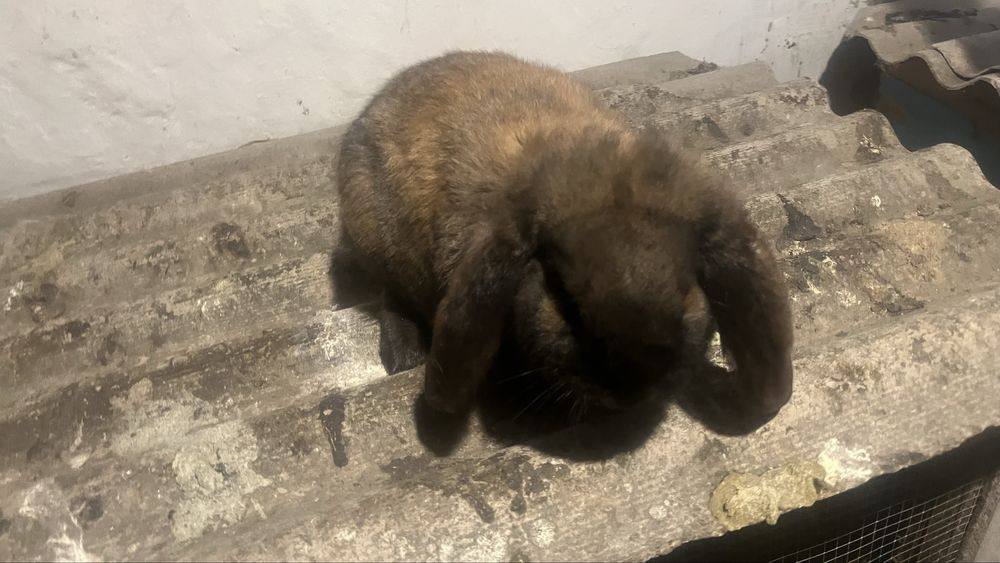 Самка фб мадагаскар