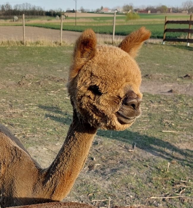 Samiczka alpaki huacaya młoda