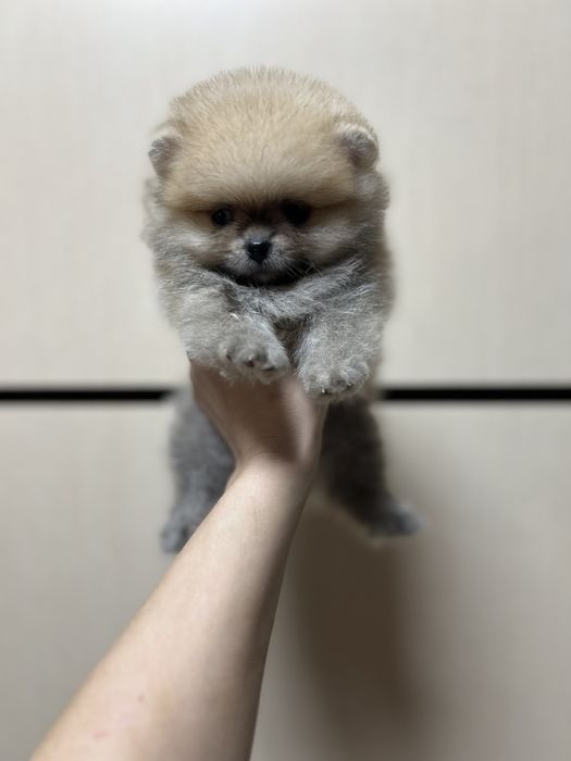 Померанский шпиц мальчик