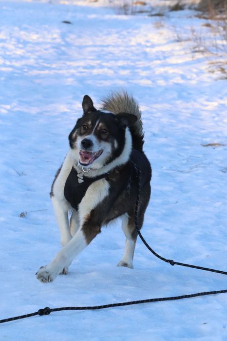 Puchaty Leo szuka domku