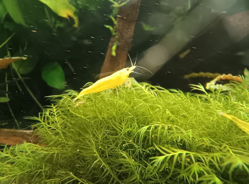 Krewetki Yellow neocaridina