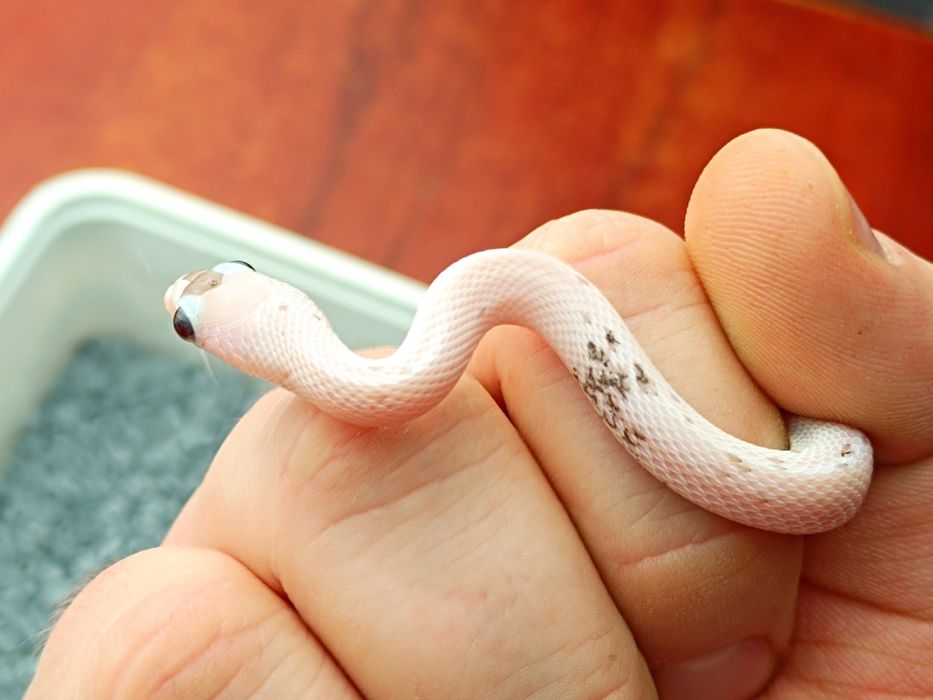 Wąż zbożowy / Charcoal Palmetto ph. 66% amel / Łatka z plamek