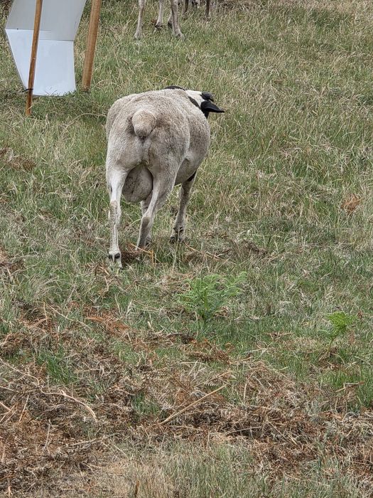 Vendo carneiro dorper