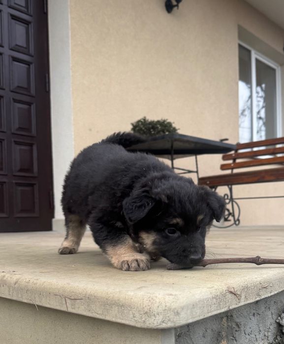 Цуценята в добрі руки