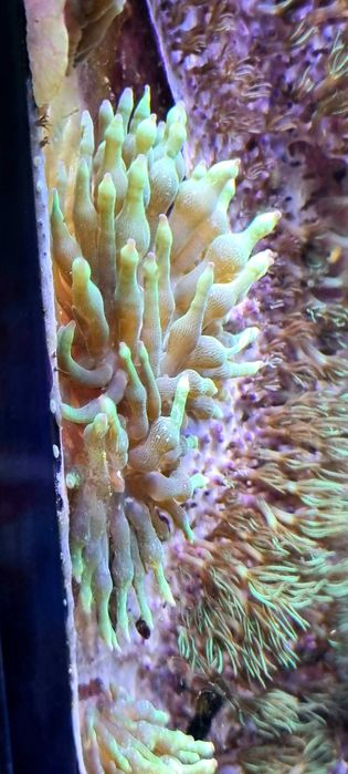ukwiał Cribrinopsis crassa z własnej hodowli