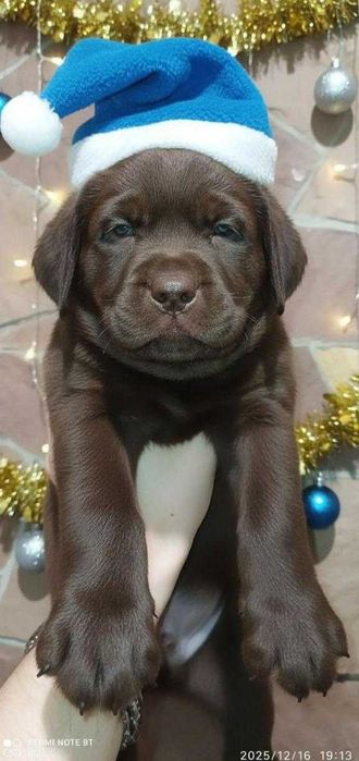 Шоколадні лабрадори документи КСУ-FCI