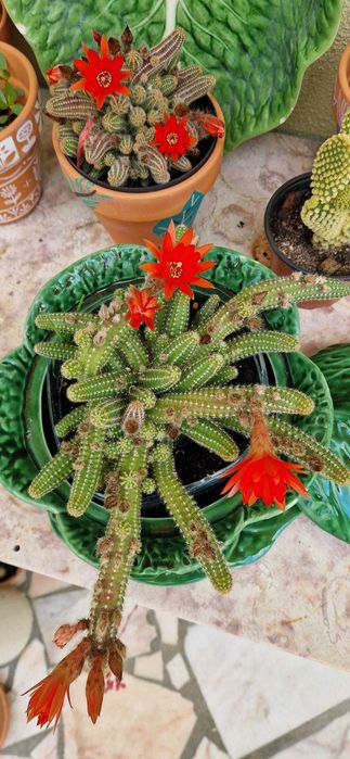 cacto-amendoim (Echinopsis chamaecereus)