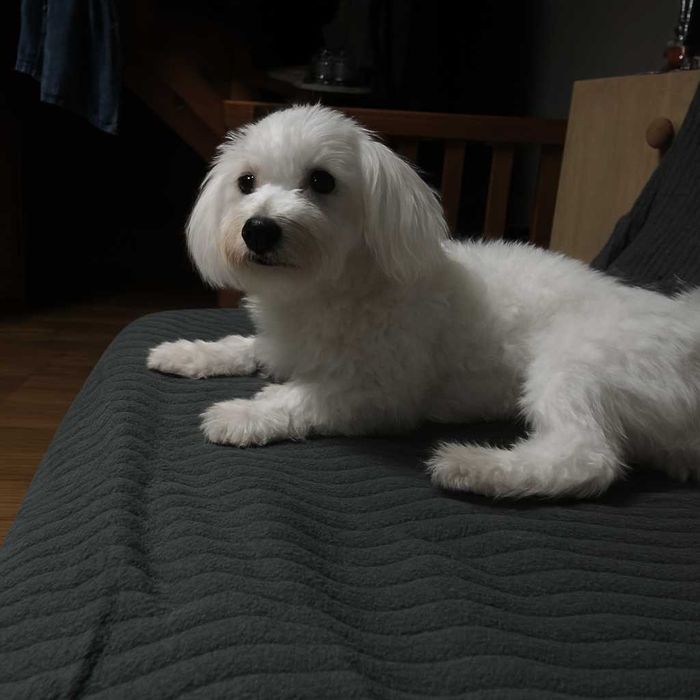 Urocza sunia  . Gotowa do odbioru