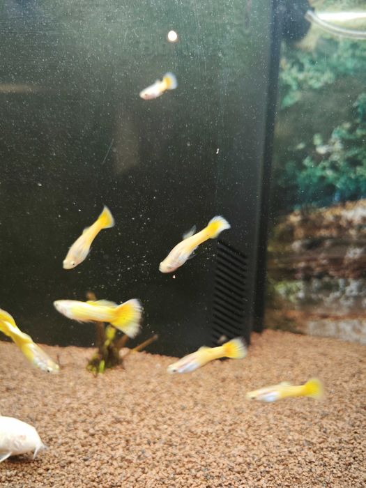 Guppy Micariff Yellow (apenas fêmeas no momento]