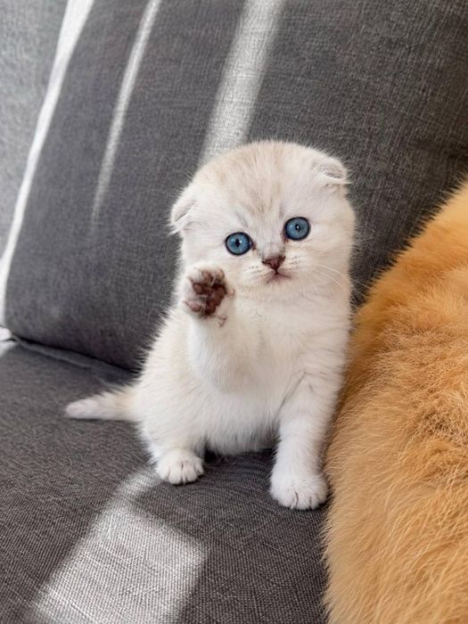 Scottish Fold Branco
