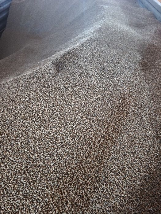 Pszenżyto ozime !!!