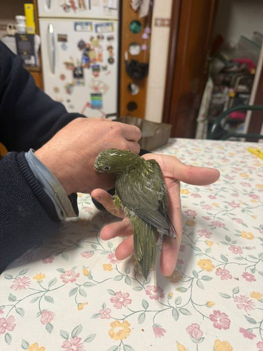 trichoglossus chlorolepidotus