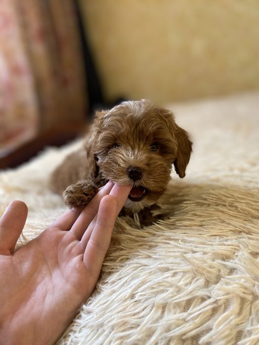 Мальтипу мини