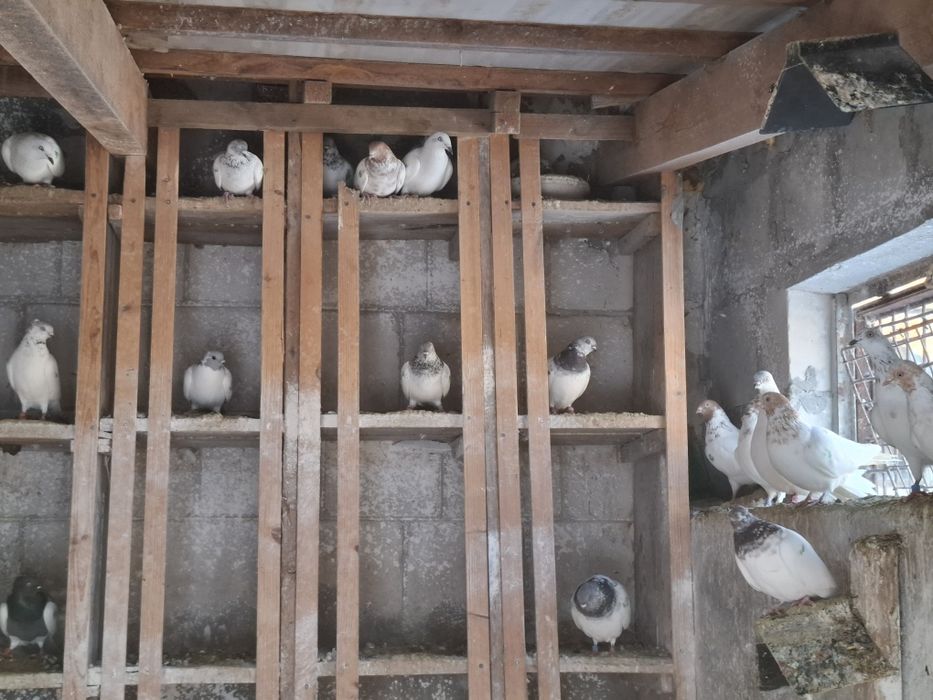 Sprzedam gołębie