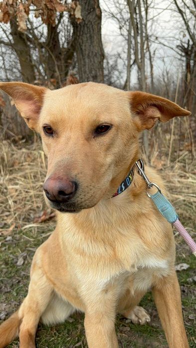 Cudowna suka szuka domu