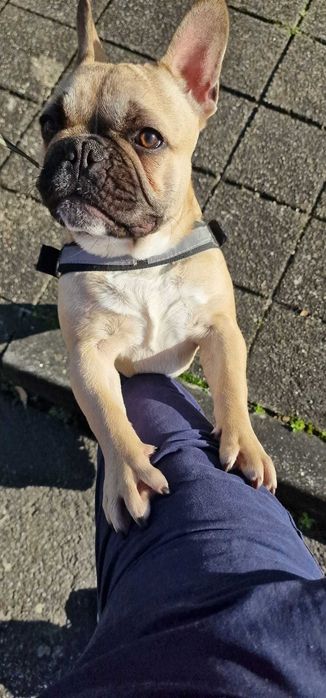Bulldog francês Fêmea