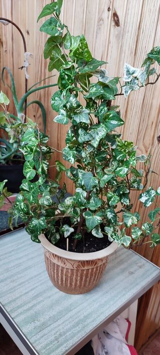 Продам свої кімнатні рослини.