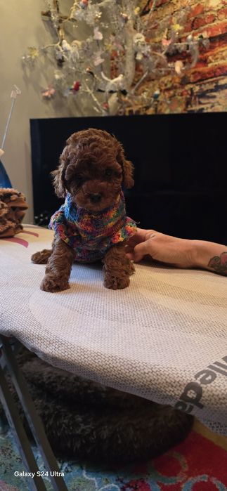 Pudel toy dziewczynka  odbiór 10 stycznia  2026