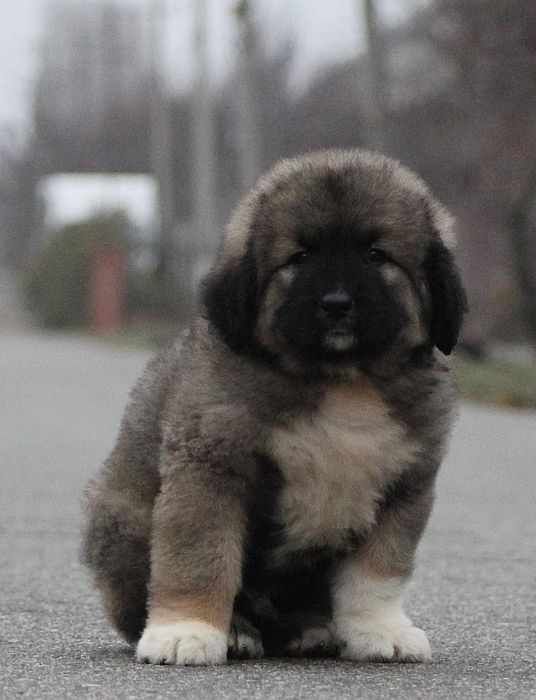 Кобели с интересной родословной