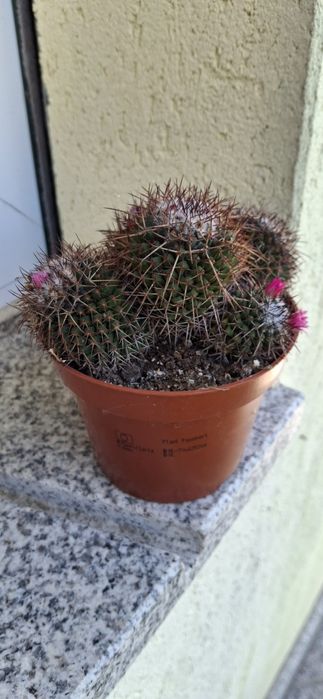 Suculentas e Cactos (variedades)